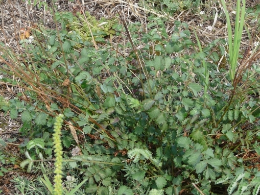 Piante di Laguna